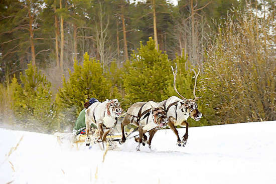 Хантыйское стойбище Кантеровых